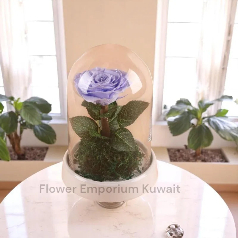 Lavender Blue Forever Rose