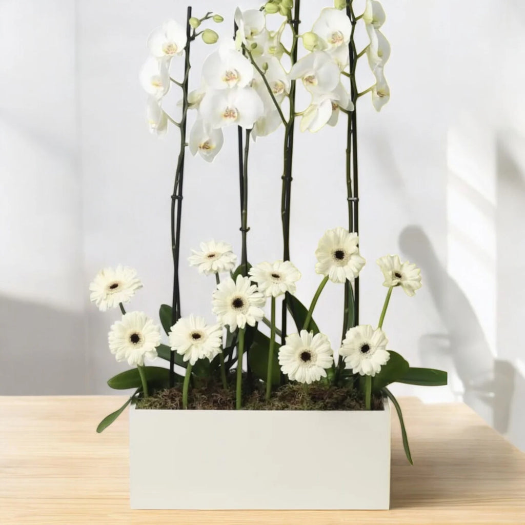 White Phalaenopsis and Gerberas