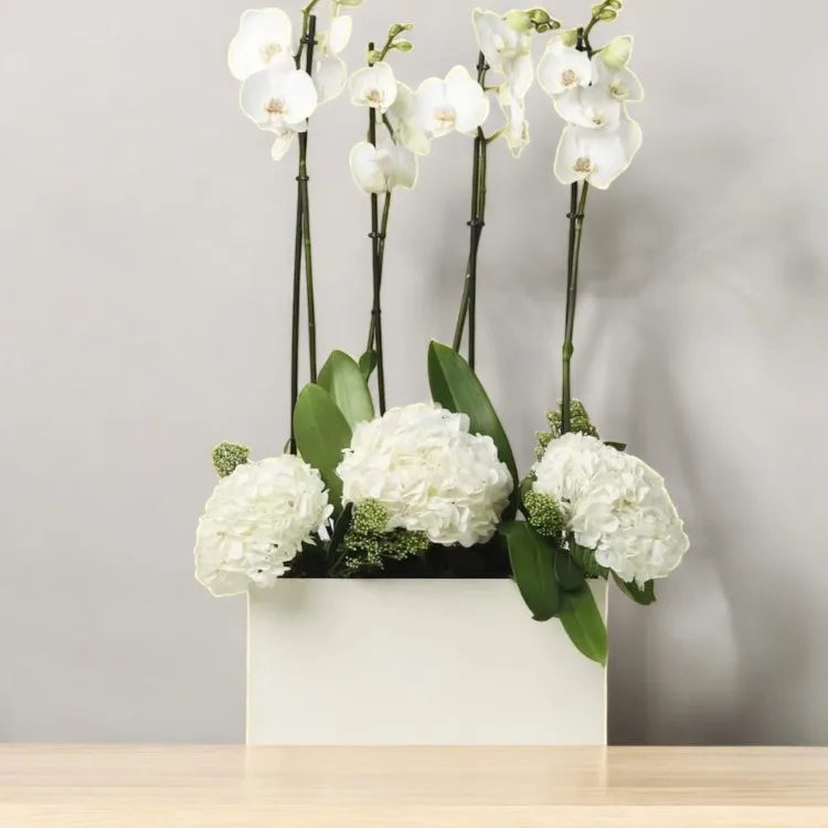 White Phalaenopsis and Hydrangea